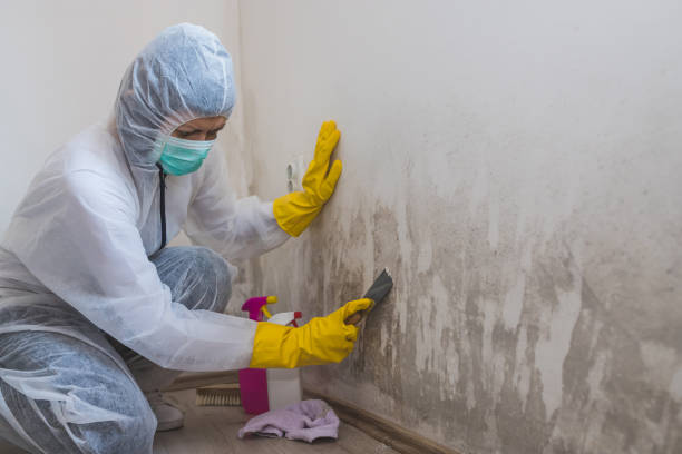 Mold Removal and Inspection in Centre, AL