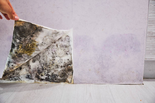 Best Fast Mold Removal  in Centre, AL